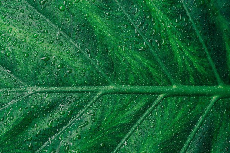 Bio-based polymers products